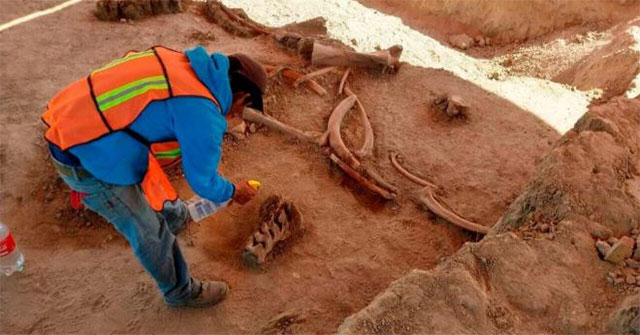 Construction of the airport, suddenly discovered dozens of mammoth skeleton