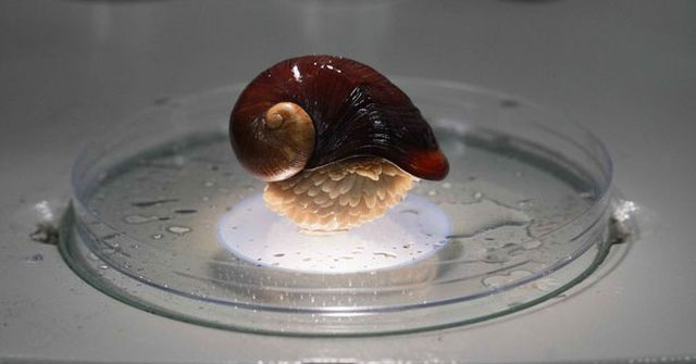 Decipher the secret of a snail living on a crater