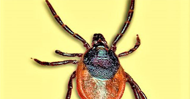 Decipher the secret of Japanese encephalitis in the 1930s