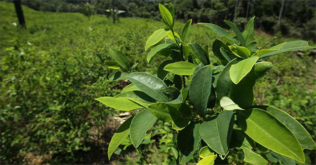 Decode leaves that are more precious than gold of the Inca empire