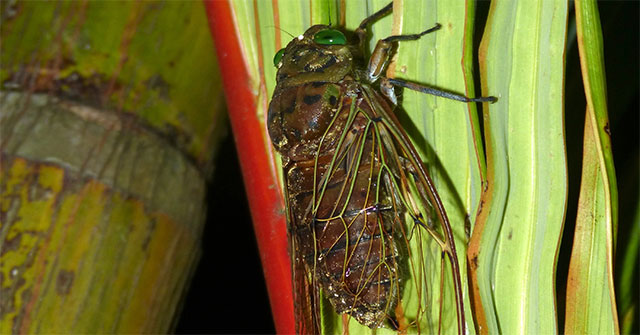 Decode the 'sound' of the cicada