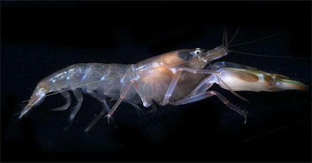 Detect creatures with the fastest eyes on the planet