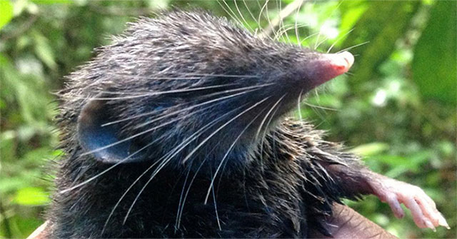 Detected shrews have the strongest backbone in mammals