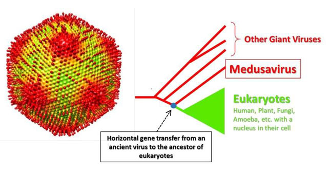 Detecting a virus as likely as Medusa monster of Greek myth