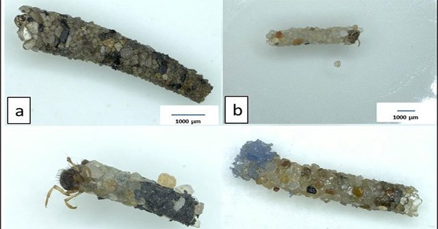Detecting insects helps people collect plastic waste