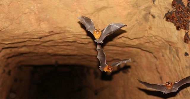 Detects 7 new strains of corona virus in African bats