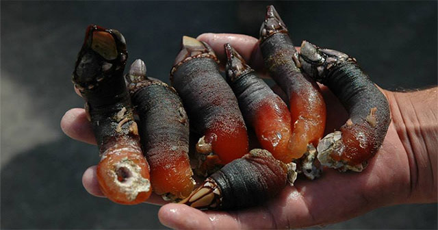 Devil fingers and series of exotic shape sea specialties