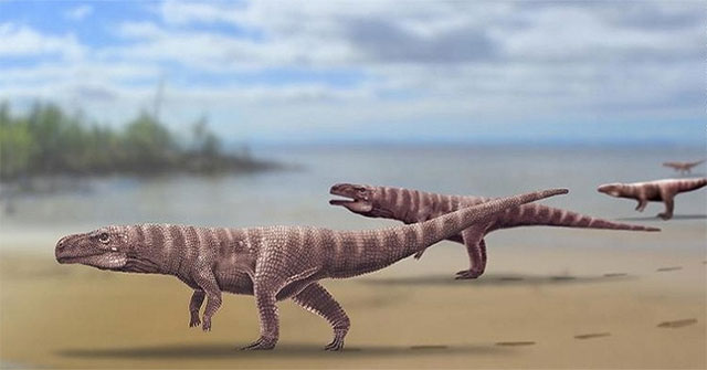 Discover a prehistoric crocodile 3m long walk on two feet