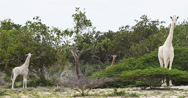 Discover rare white giraffe in Kenya