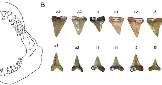 Discover the oldest white shark nursery
