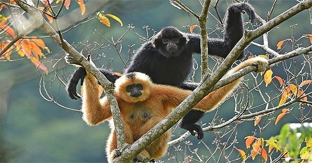 Discover the pair of apes of the rarest primate species in the world