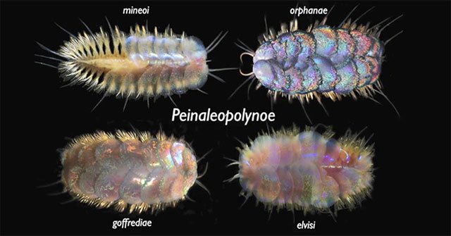 Discovered 4 species of marine worms with metallic scales