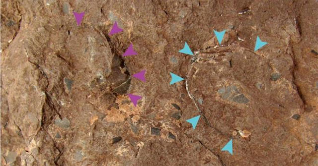 Discovered the world's smallest dinosaur egg fossil