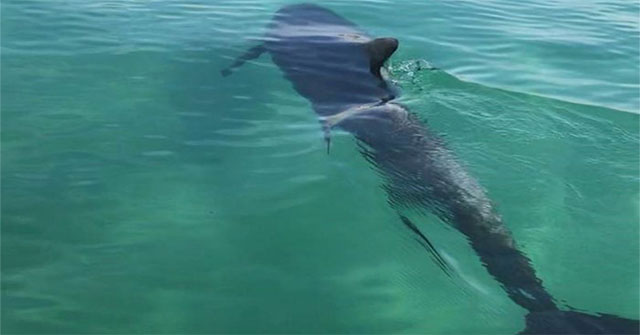 Dolphins appear near the coast of Cam Ranh in the newspaper Livetradingnews