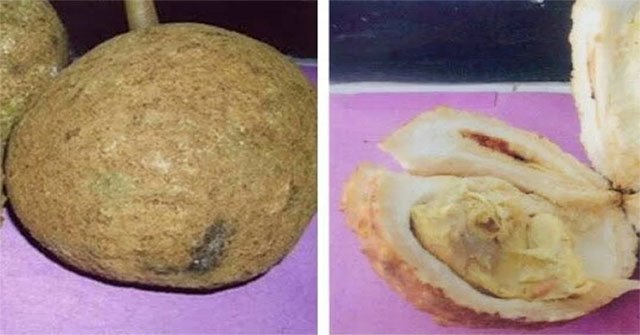 Durian has no thorns that makes it difficult to study