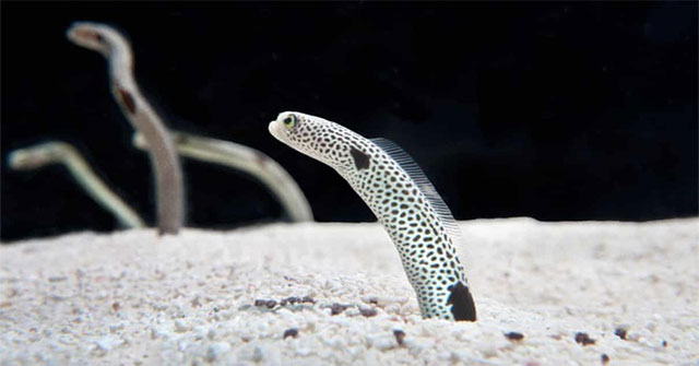 Eels are about to forget their faces, Japanese aquariums call guests for video calls