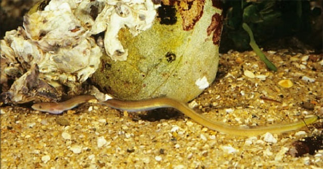 Eels pierce the stomach of predators to flee