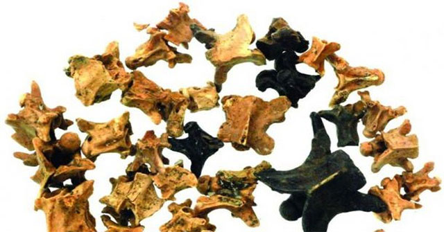Evidence found humans ate snakes 15,000 years ago