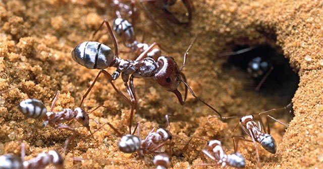 Fact you probably didn't know: Ants about their nests by counting their steps