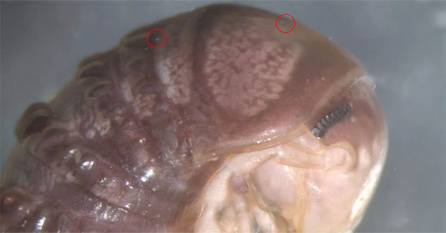 Find new parasites while surfing Twitter