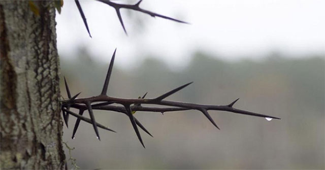 Find out the origin of thorns on plants