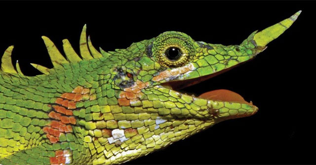 Find the mysterious horned lizard species after more than a century of disappearance