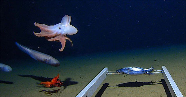 First image of octopus at a depth of 7,000m
