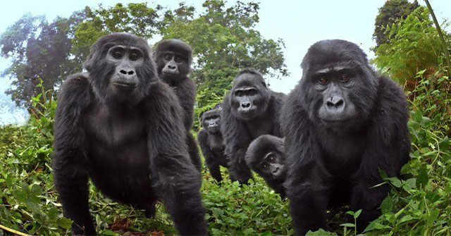 First time shooting a scene of gorillas know ... sing