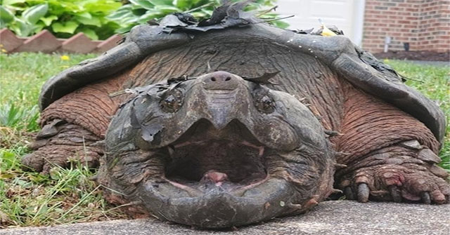Found giant crocodile tortoise in residential areas in the US