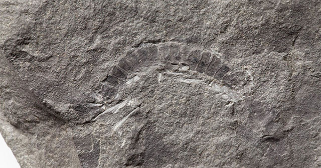 Found the oldest fossil beetle in the world