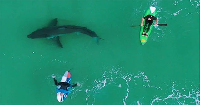 Frightened to discover a great white shark swimming ... right underfoot