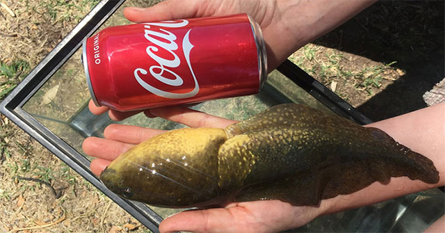Giant tadpoles bigger than soda cans
