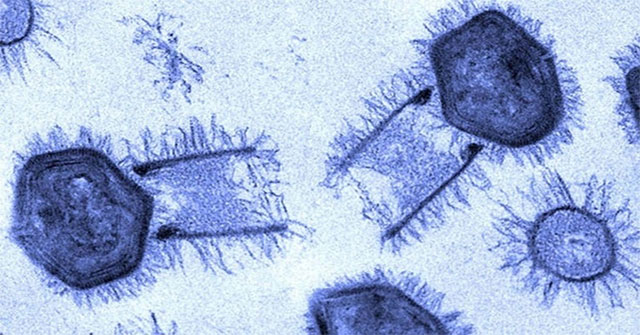Giant viruses infect cells like?