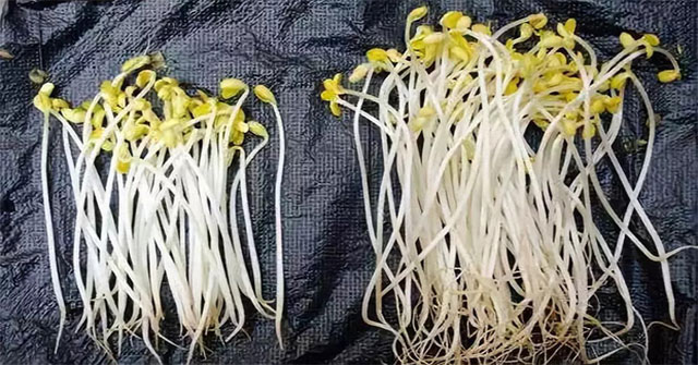 Going to buy bean sprouts but found that there are 3 points should definitely not buy