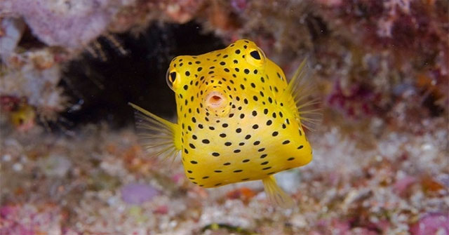 Golden Ark Puffer Fish - Fish with a strange square shape
