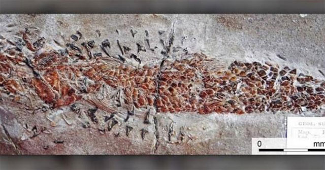 Greedy squid led to horrific death on the sea floor 200 million years ago