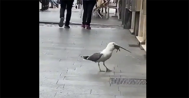Gulls devour rats on the street in a single note