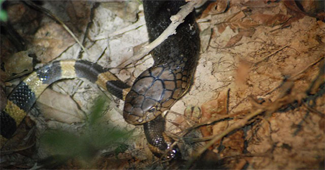 Having venom 15 times higher than that of a king's cobra, the scorpion is still killed and eaten as usual