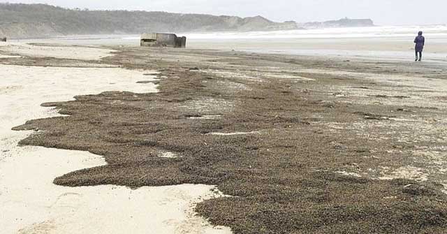 'Horrified' at the sight of millions of black covered insects on the beach