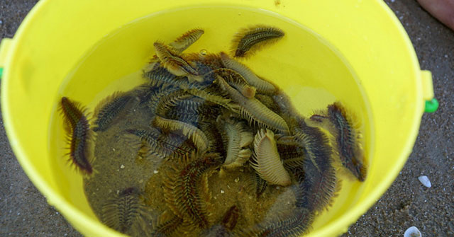 How dangerous is the worm appearing in Vung Tau beach?
