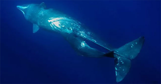 How do whales survive and breastfeed in the ocean?