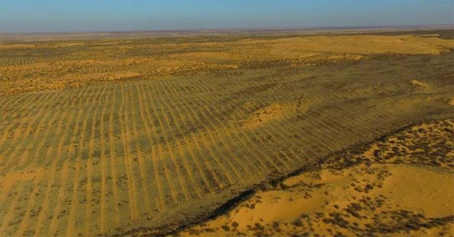 Is planting in the desert good or bad?