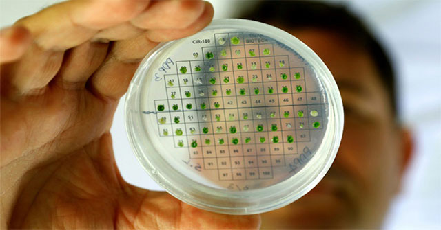 Israel studies electricity production from plants