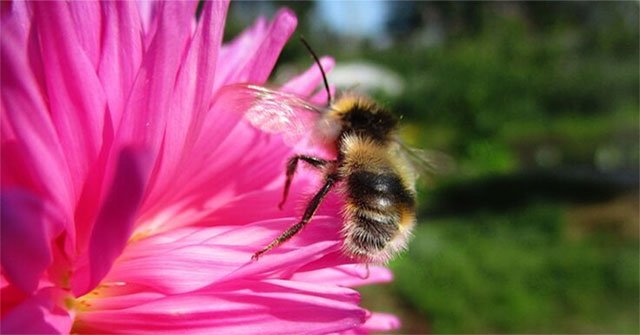 Just by small actions, bees make scientists surprised by high IQ