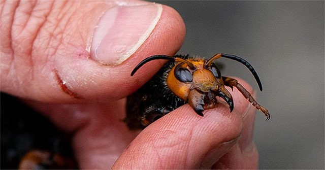 Killer killer wasps to the USA - A beekeeper's nightmare