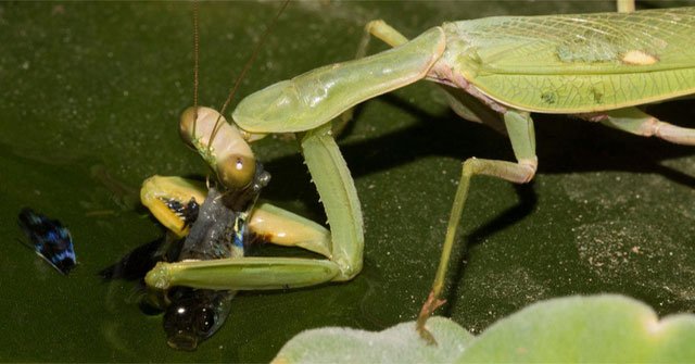 Killing prey in just 60 milliseconds: Mantis are truly 'martial arts masters' in the animal world