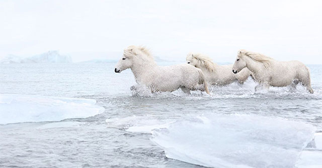Legendary horse breeds on icy islands