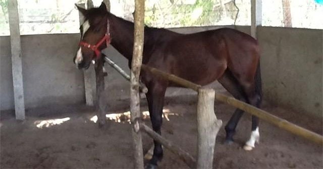 Little known thing about 'famous' horses in the Vietnam War