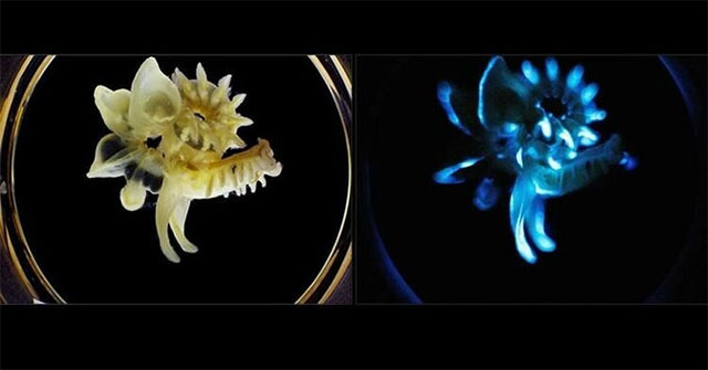 Luminescent worms - ideas for sustainable light sources