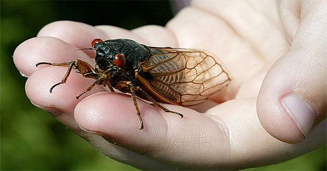 Millions of cicadas are about to rise after 17 years underground